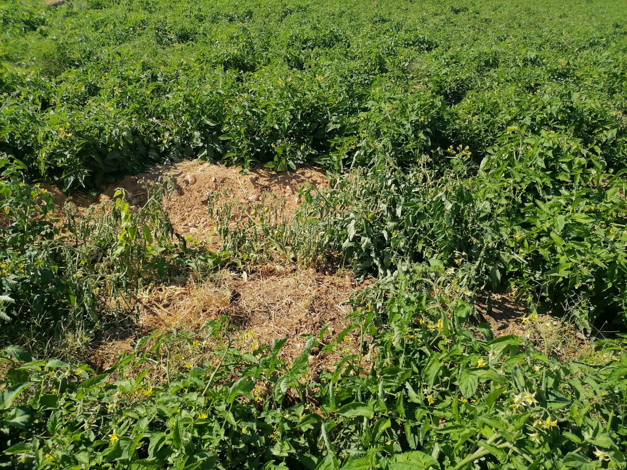 The appearance of wilting in the field